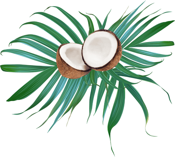 Palma Kokos